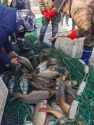 好消息！好消息！野猪河水库野生鱼冬捕