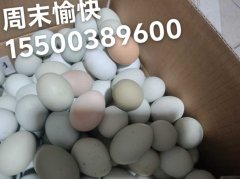 农家散养笨鸡蛋老少皆宜坐月子佳品