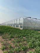 玻璃温室大棚 厂家直销 质量保障 智博农业科技