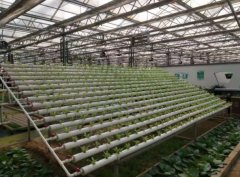 花卉温室大棚 大棚厂家 质量保证 智博农业科技