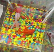 宠物鱼2条