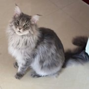 缅因猫11个月 低价出售