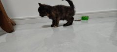 幼猫找领养