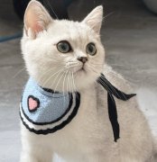 三个月大的银渐层小猫