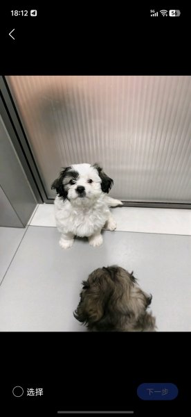 公狗一只,2只疫苗已打,狗贩子勿扰 公狗一只,2只疫苗已打,狗贩子勿扰