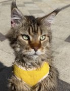 棕虎斑缅因猫 三岁半 疫苗都全 做完绝育 性格特别好